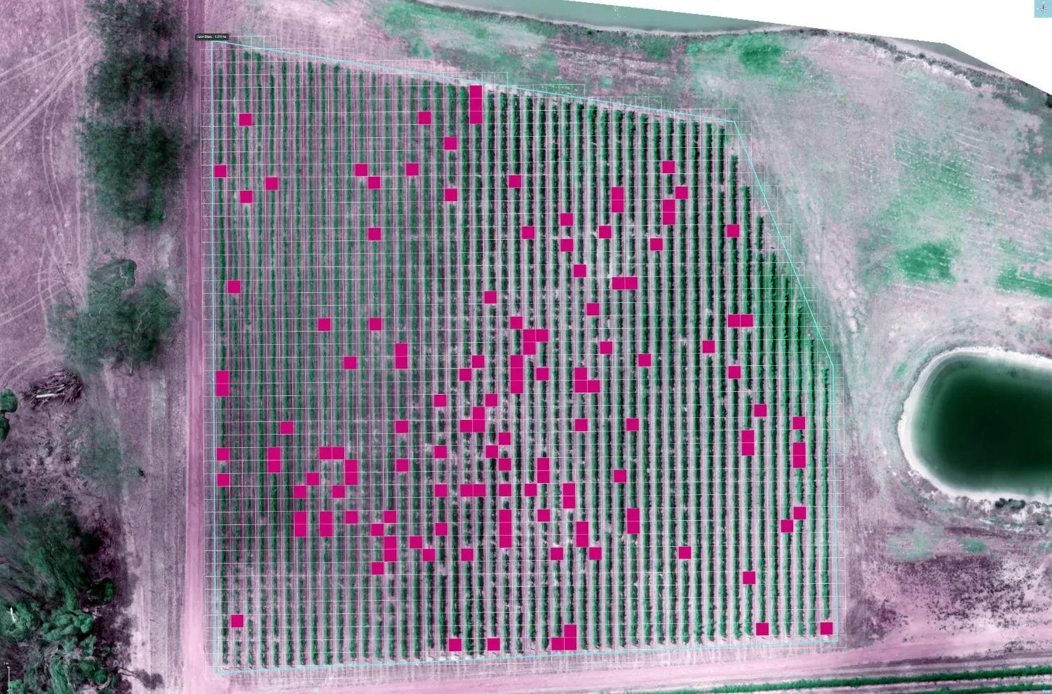 Missing-vine analysis of a block — every gap in the rows flagged with a magenta marker across a gridded multispectral image, with the block boundary outlined in cyan