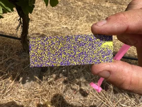 Water-sensitive spray card showing droplet coverage to the fruiting zone
